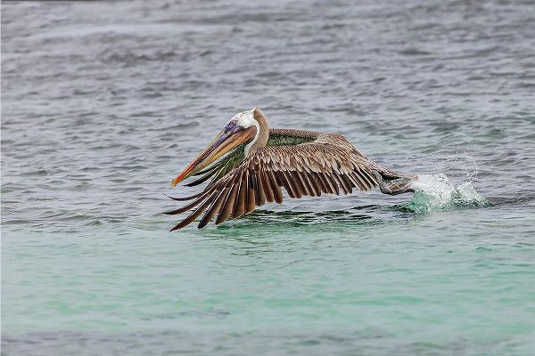 Jones, Adam 아티스트의 Brown pelican taking off from water-San Cristobal Island-Galapagos Islands-Ecuador작품입니다.